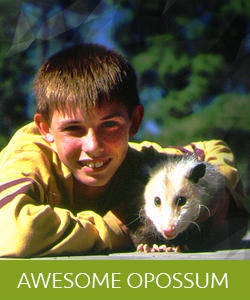 AWESOME OPOSSUM