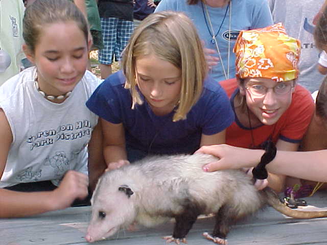 possum.JPG